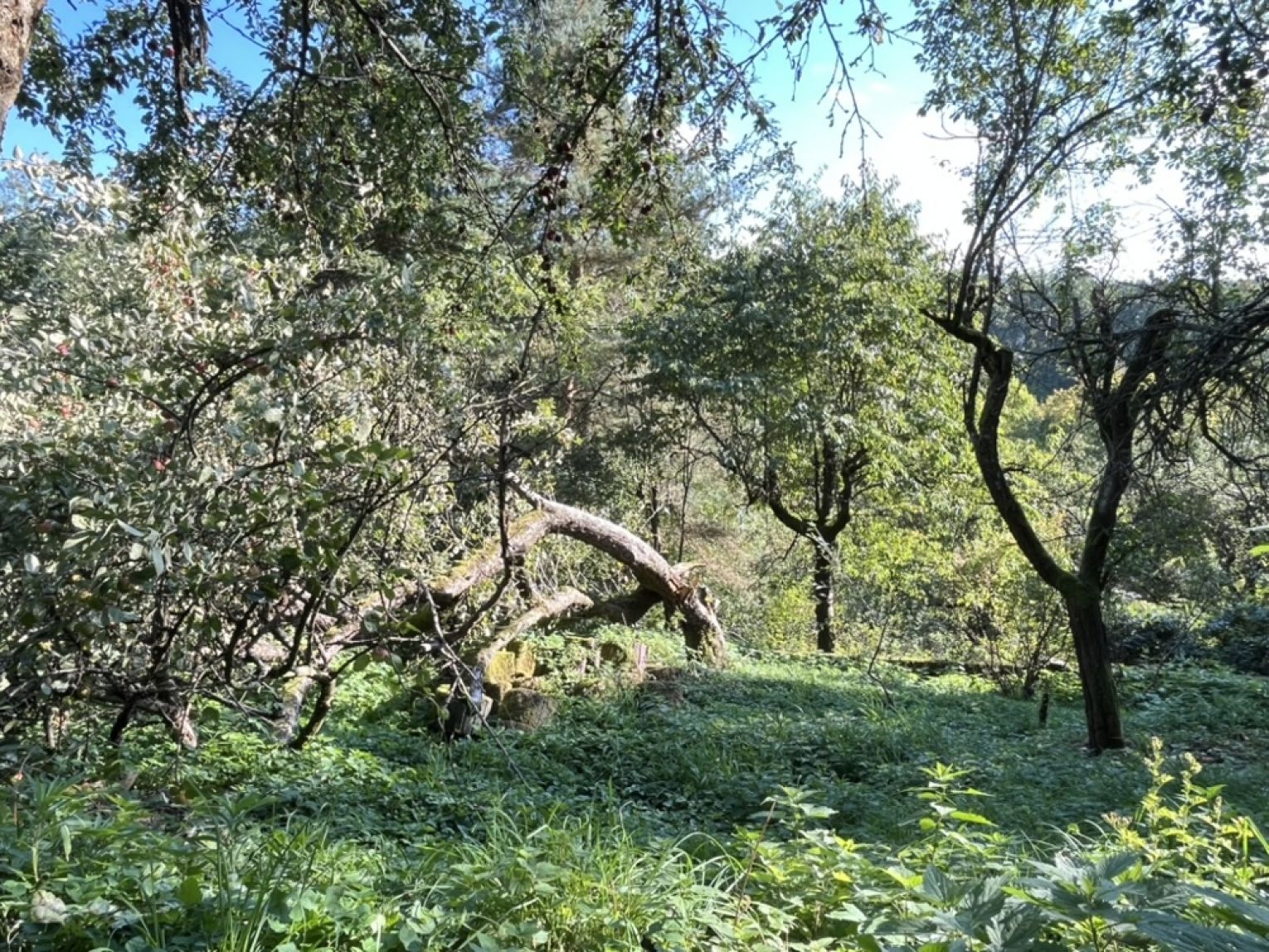Einfamilienhaus • Oederan • Stallung & Scheune • großer Garten • Keller